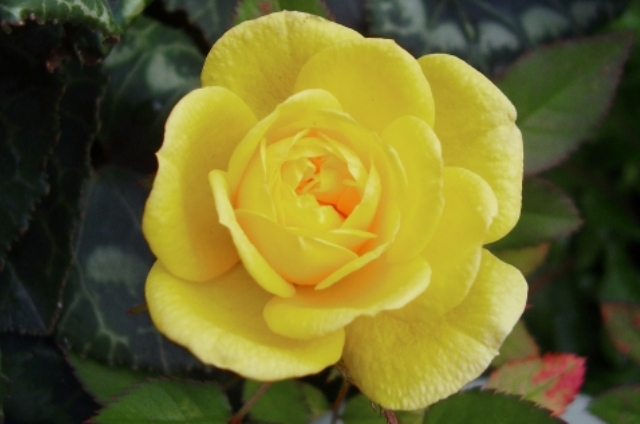 バラ（黄色）(8月15日の誕生花)